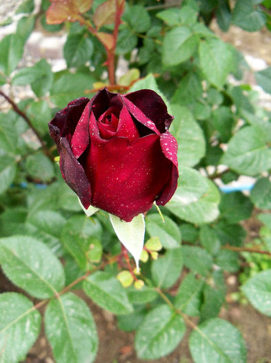 101_9579p1 - BLACK BACCARA II 2013