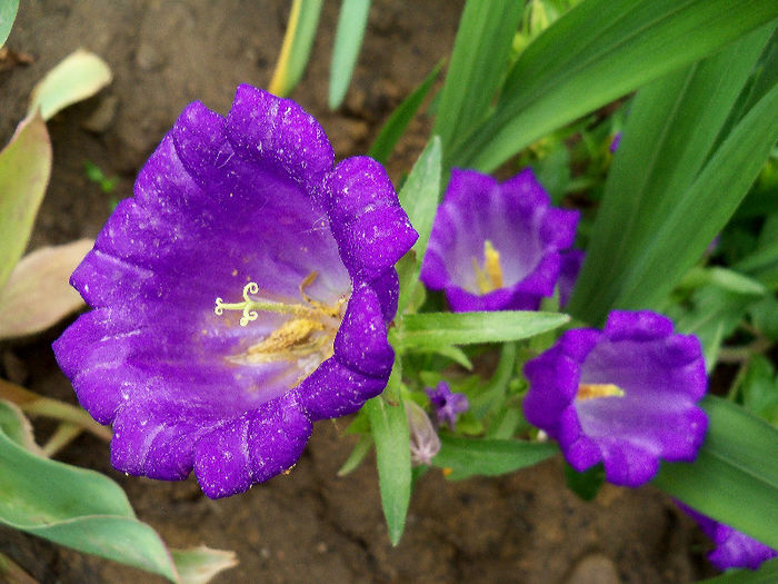 101_9575p1 - CAMPANULA 2013