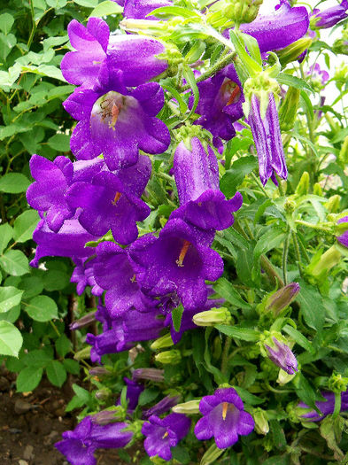 101_9577p1 - CAMPANULA 2013