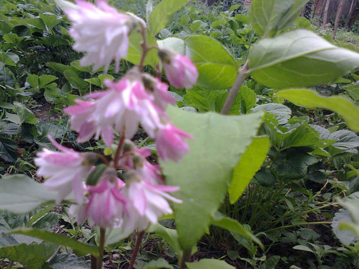 - A-Flori 2013