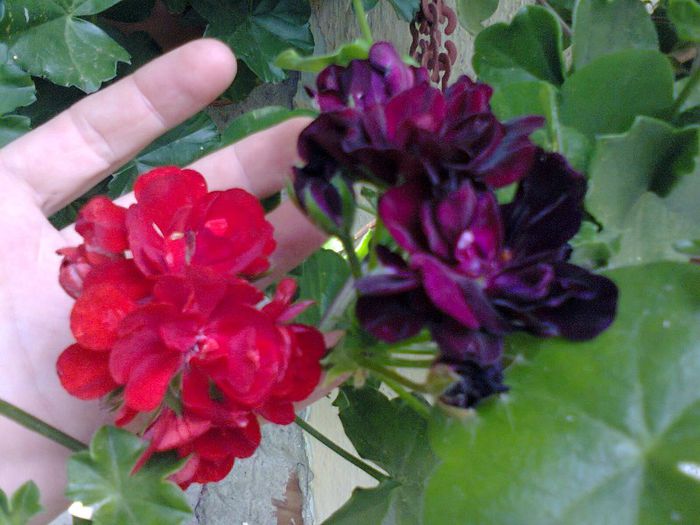  - A-Flori 2013