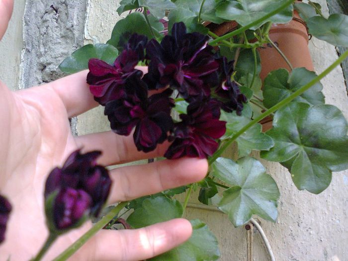 - A-Flori 2013