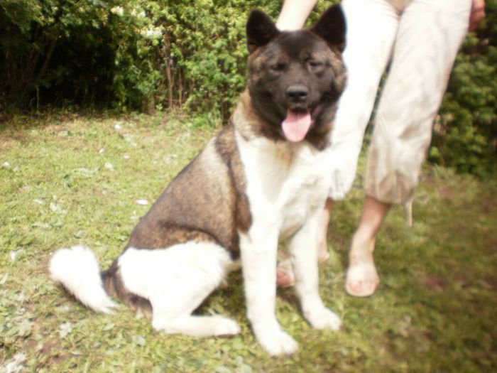 P5291157 - Copy - Copy (2) - Copy - 52 akita inu  american