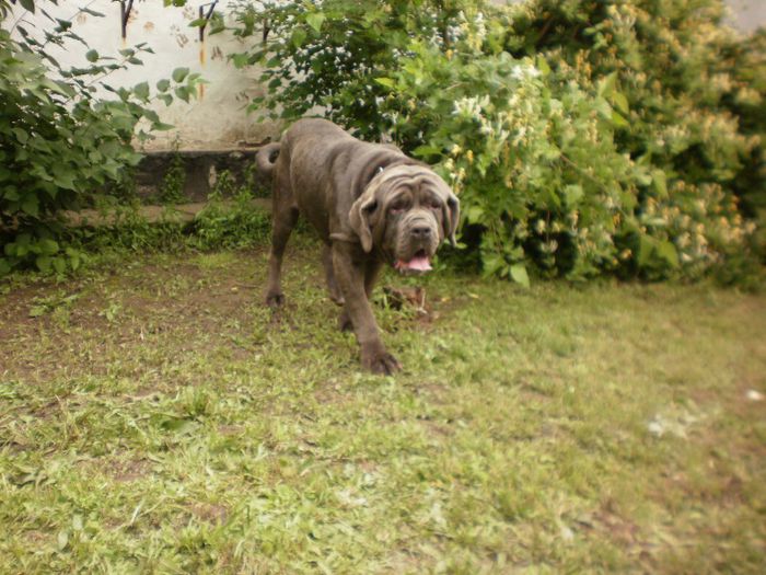 P5291200 - 53 mastino napoletano