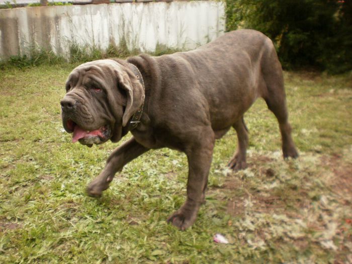 P5291197 - 53 mastino napoletano