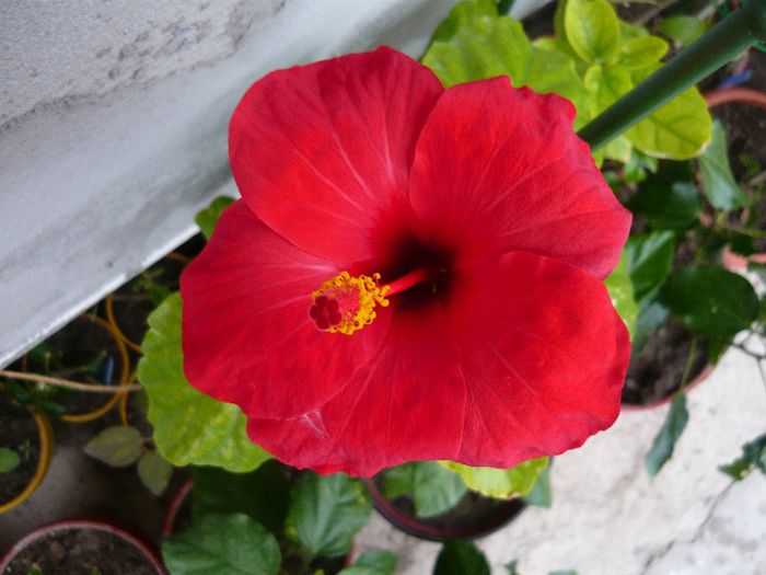 Picture 2836 - x 2013 Hibiscus rosa sinesis