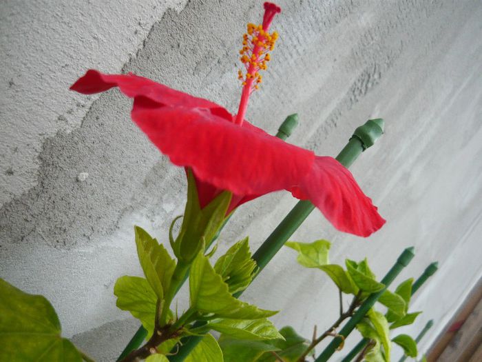 Picture 2837 - x 2013 Hibiscus rosa sinesis