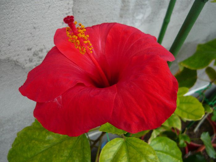Picture 2838 - x 2013 Hibiscus rosa sinesis