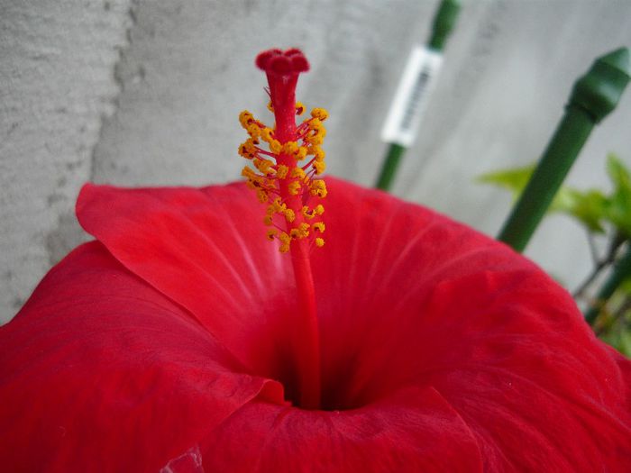 Picture 2840 - x 2013 Hibiscus rosa sinesis