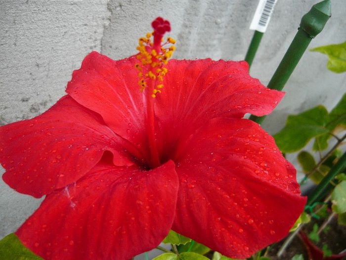 Picture 2846 - x 2013 Hibiscus rosa sinesis
