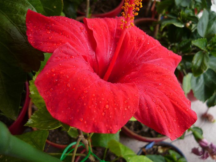Picture 2851 - x 2013 Hibiscus rosa sinesis
