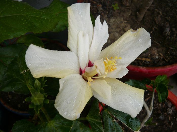 Picture 2847 - x 2013 Hibiscus rosa sinesis