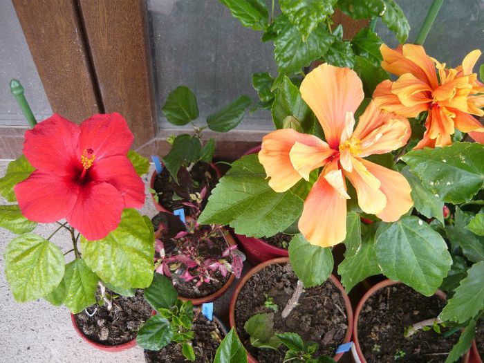 Picture 2848 - x 2013 Hibiscus rosa sinesis