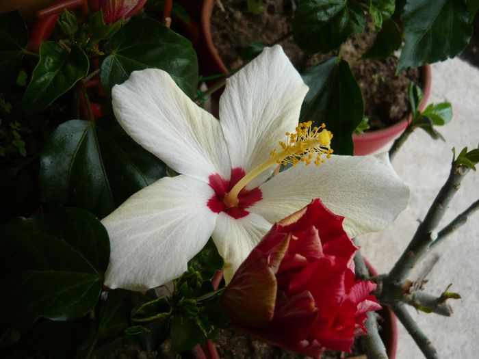 Picture 2850 - x 2013 Hibiscus rosa sinesis