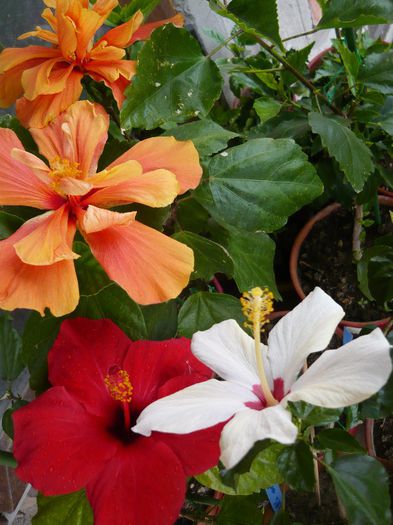 Picture 2852 - x 2013 Hibiscus rosa sinesis