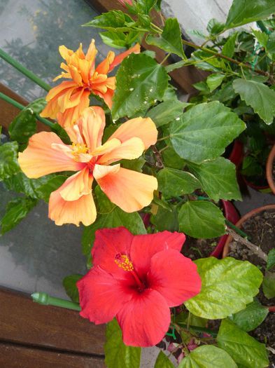 Picture 2857 - x 2013 Hibiscus rosa sinesis