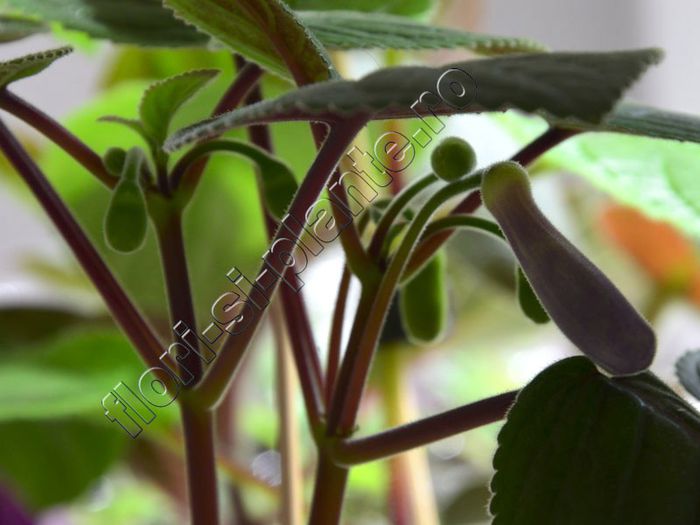 Sinningia HCY s Merry go round - GLOXINIA _ SINNINGIA__NEWS 2013