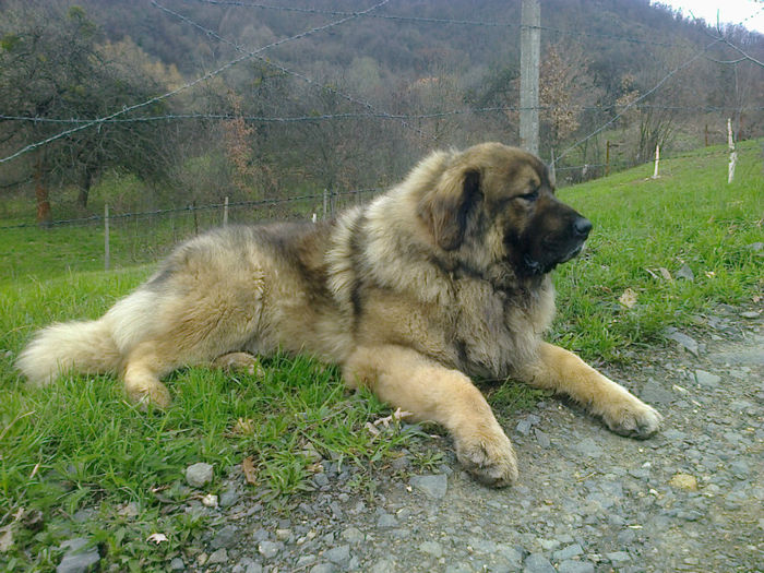 BORISS