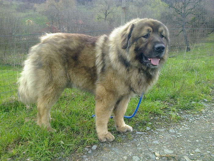 BORISS