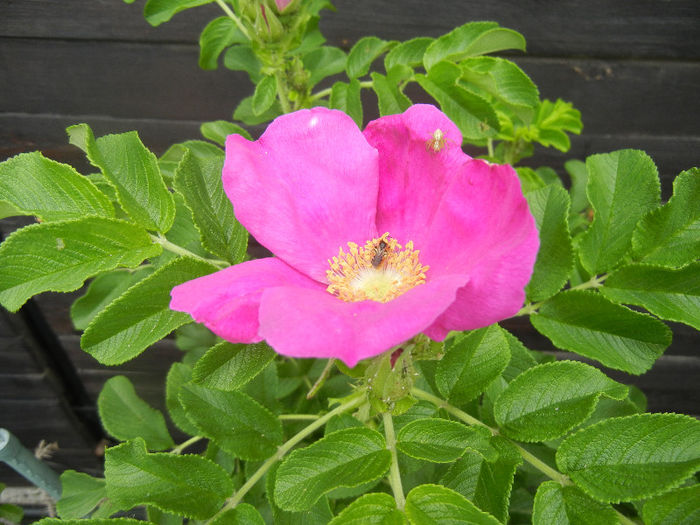 Rosa rugosa (2013, May 29)