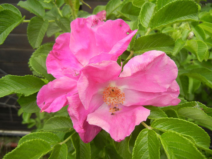 Rosa rugosa (2013, May 29)