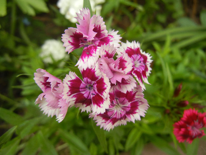 Dianthus barbatus (2013, May 29) - Dianthus Barbatus