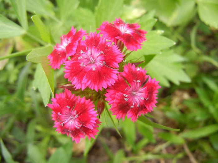 Dianthus barbatus (2013, May 29) - Dianthus Barbatus