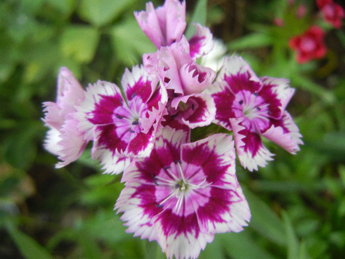 Dianthus barbatus (2013, May 29) - Dianthus Barbatus