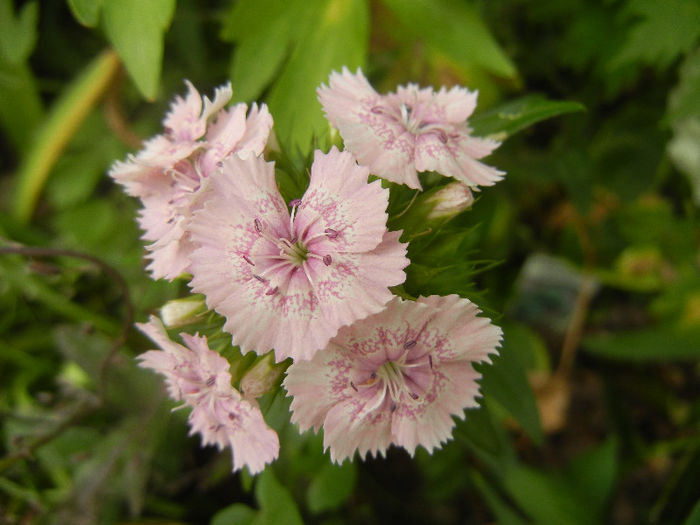 Dianthus barbatus (2013, May 29) - Dianthus Barbatus