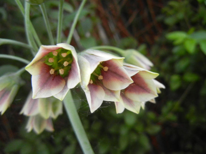 Allium siculum (2013, May 29)