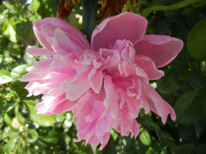 Peony. Bujor (2013, May 26)