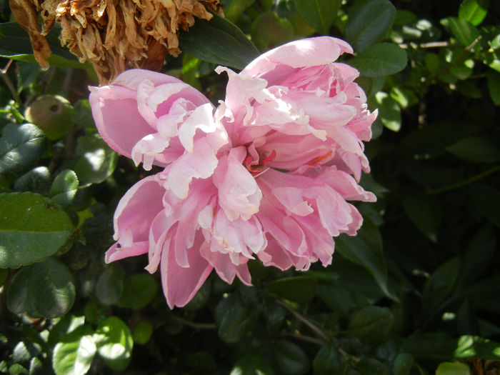 Peony. Bujor (2013, May 28)