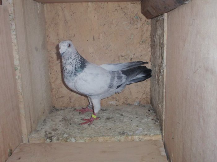 M 2012 DV - Voiajori