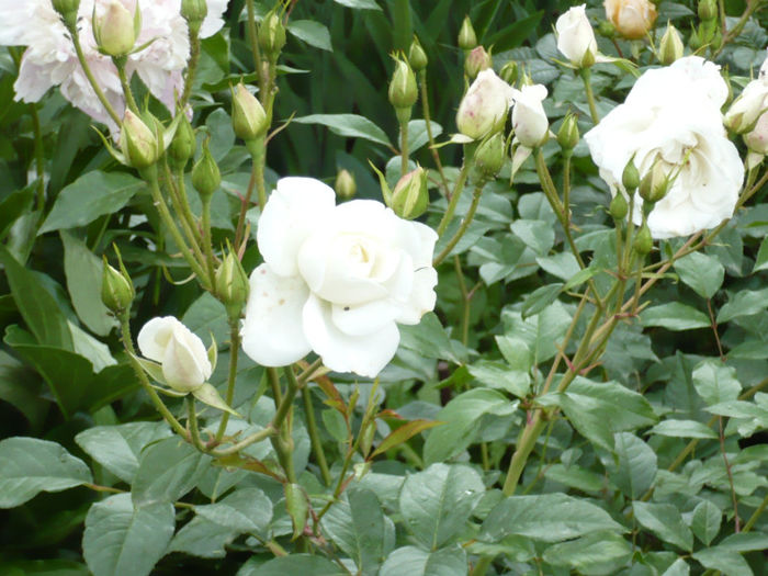 P1050951