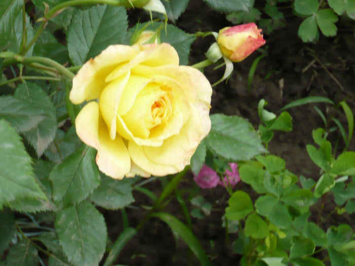 P1050960