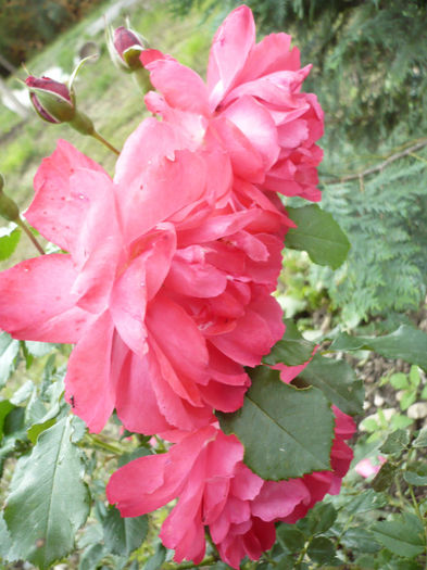 P1050982