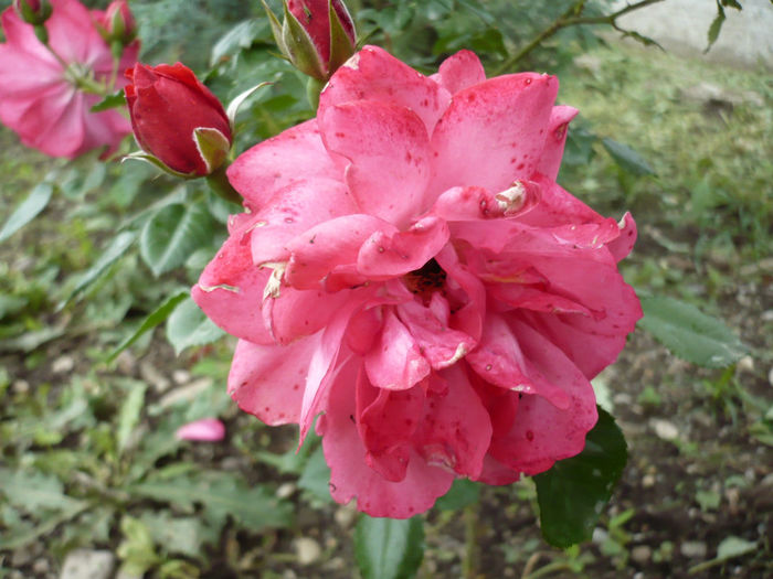 rosarium uetersen