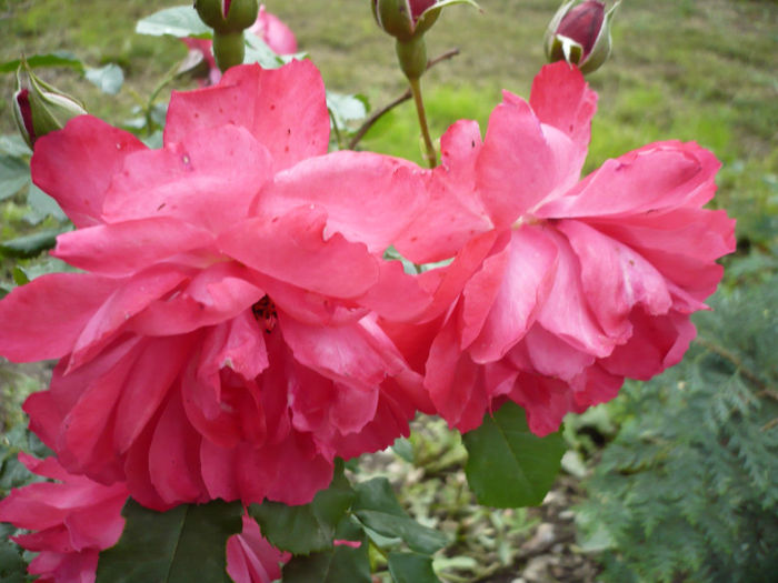 rosarium uetersen