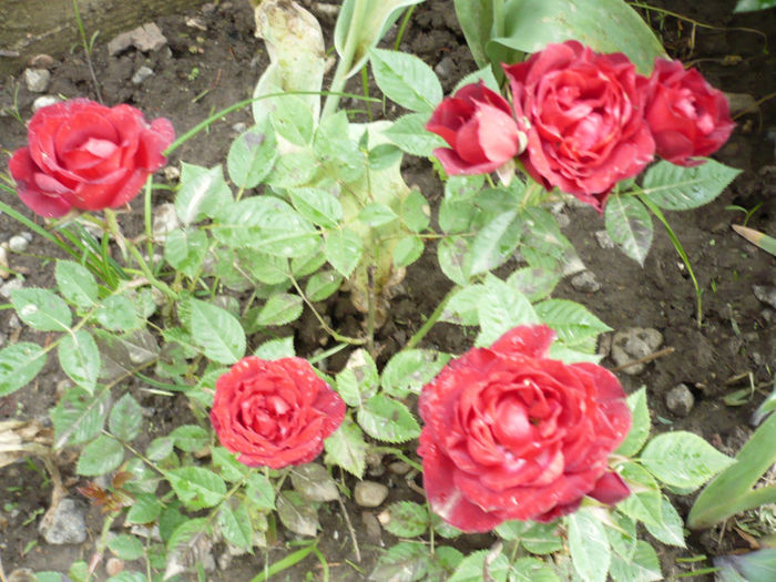 P1050990