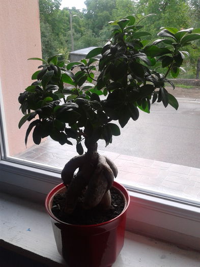 bonsaiul""amicul"" - bonsai