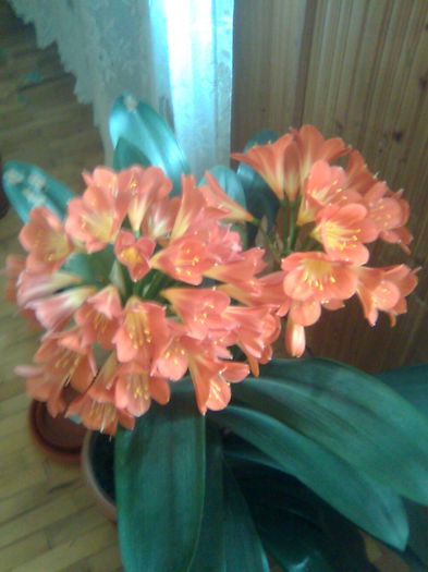 clivia - clivia