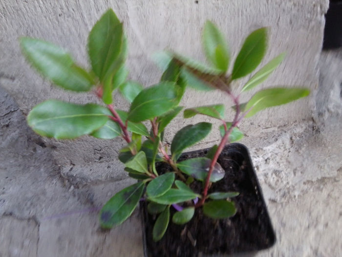 o planta mult dorita - achizitii-00