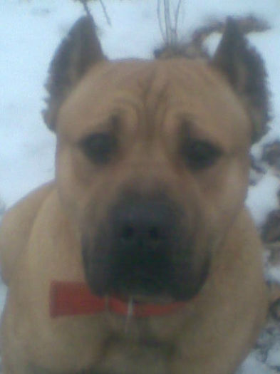 Imag648 - OFER SPRE MONTA  CANE CORSO Atilla 2013