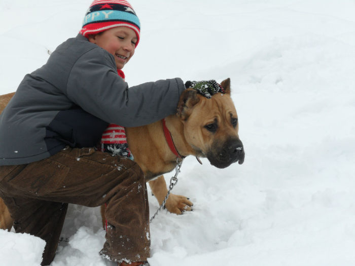 atila 2 035 - OFER SPRE MONTA  CANE CORSO Atilla 2013