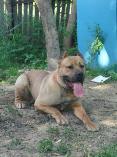 atila 2 248 - OFER SPRE MONTA  CANE CORSO Atilla 2013