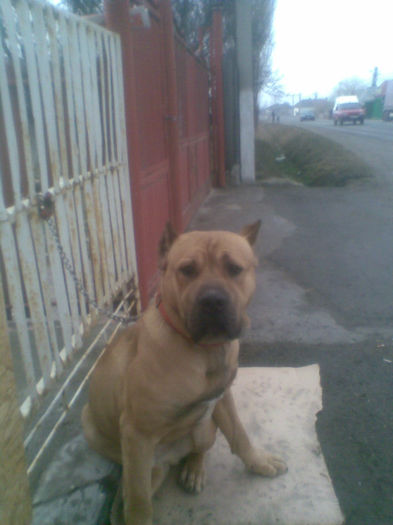 Imag659 - OFER SPRE MONTA  CANE CORSO Atilla 2013