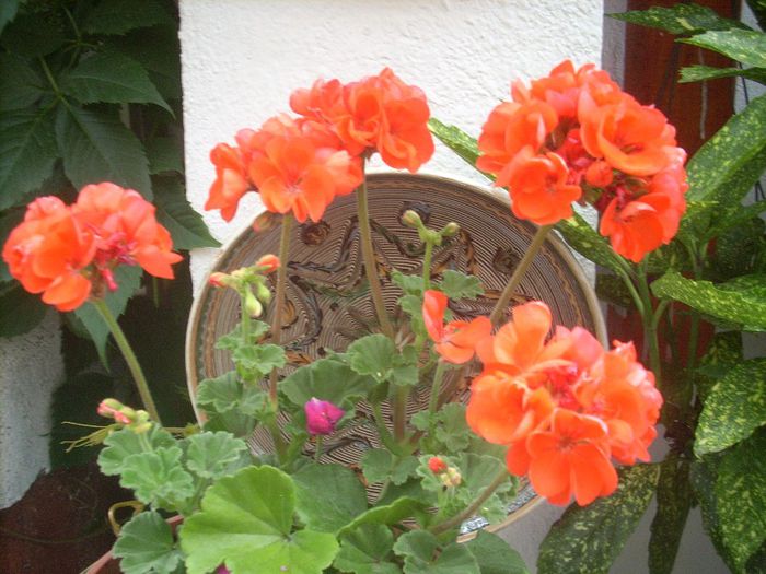 DSCN2653[1] - primavara 2013