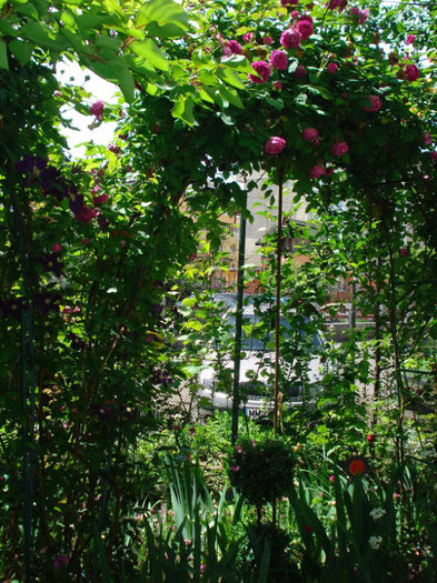 DSC07956 - Trandafiri 2013