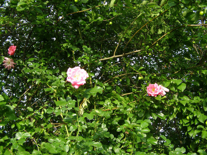 P1018275