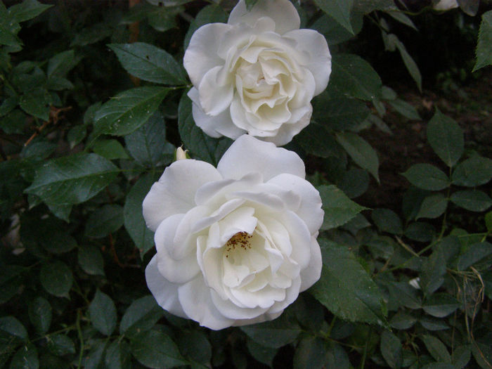 P1018139